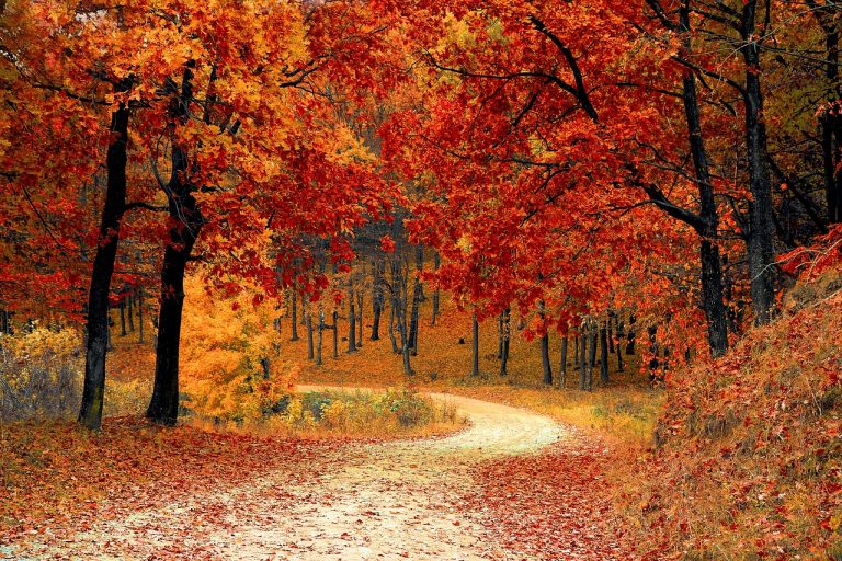 chemin dans une forêt d'automne