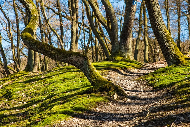 Photo d'une forêt avec arbres entrelacés et chemin qui monte dans une pente verte